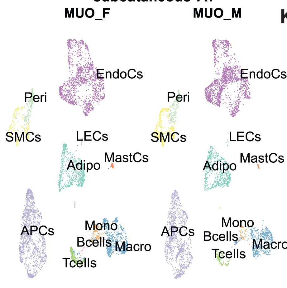 Open access visualization of Scatter Plot, UMAP, PCA, Subcutaneous Adipose Tissue, MUO