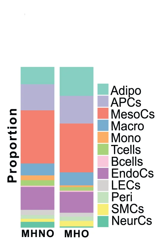 Open access visualization of Stacked Bar Plot, Bar Plot, Cell Type Proportions, Visceral Adipose Tissue, MHNO
