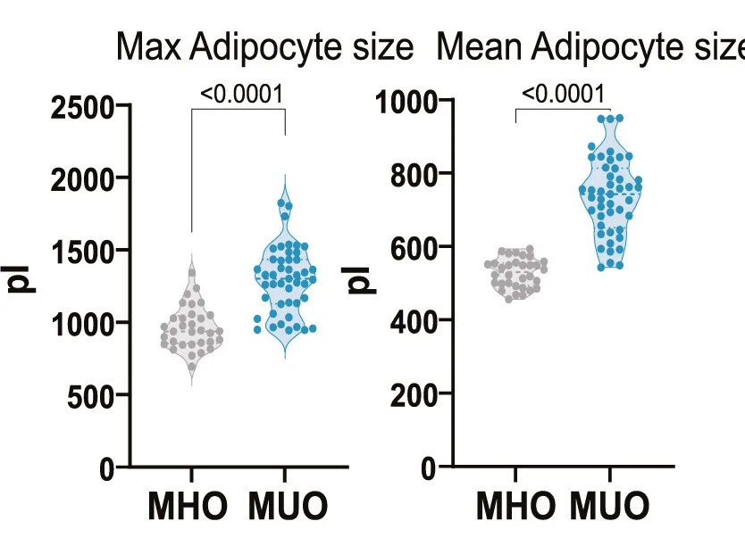 Open access visualization of Violin Plot, Scatter Plot, Visceral Adipocyte, Size Distribution, MHO