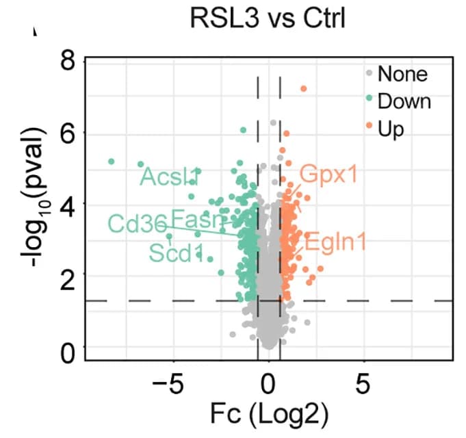 Open access visualization of Scatter Plot, Volcano Plot, Differentially Expressed Proteins, SVFs, Adipocyte Differentiation Medium