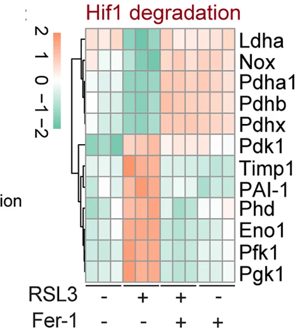 Open access visualization of Heatmap, Clustered, Unsupervised Clustering Analysis, Differentially Expressed Proteins, HIF1 Degradation Pathway