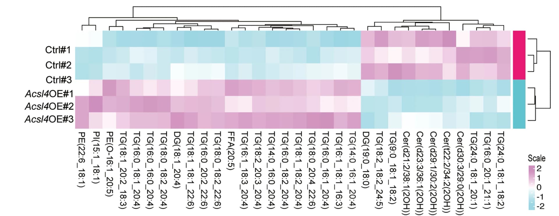 Open access visualization of Heatmap, Clustered, Unsupervised Clustering Analysis, Differentially Expressed Lipids, iWAT