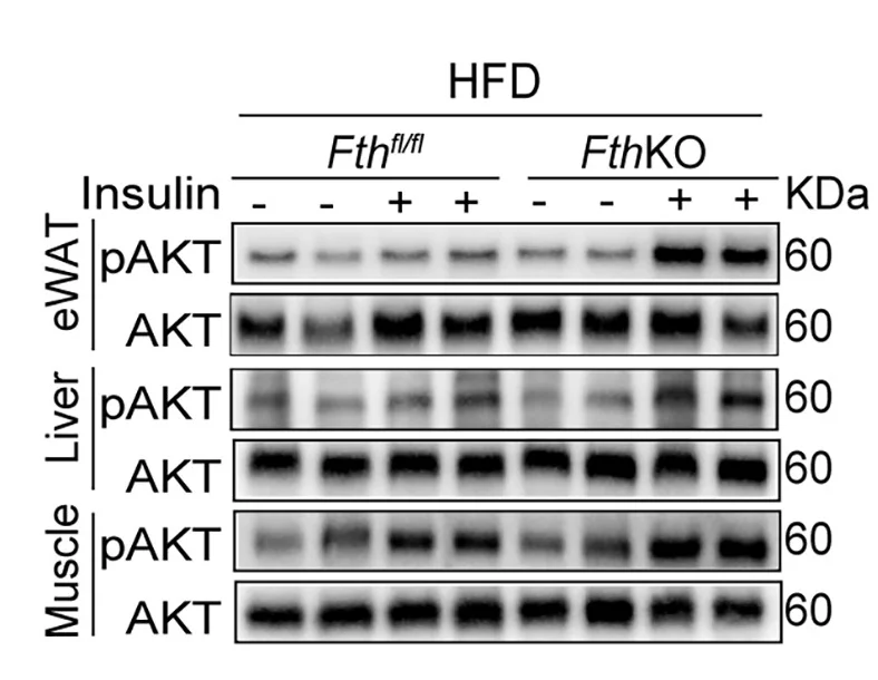 Open access visualization of Gel, Western Blot, p-AKT, eWAT, Liver