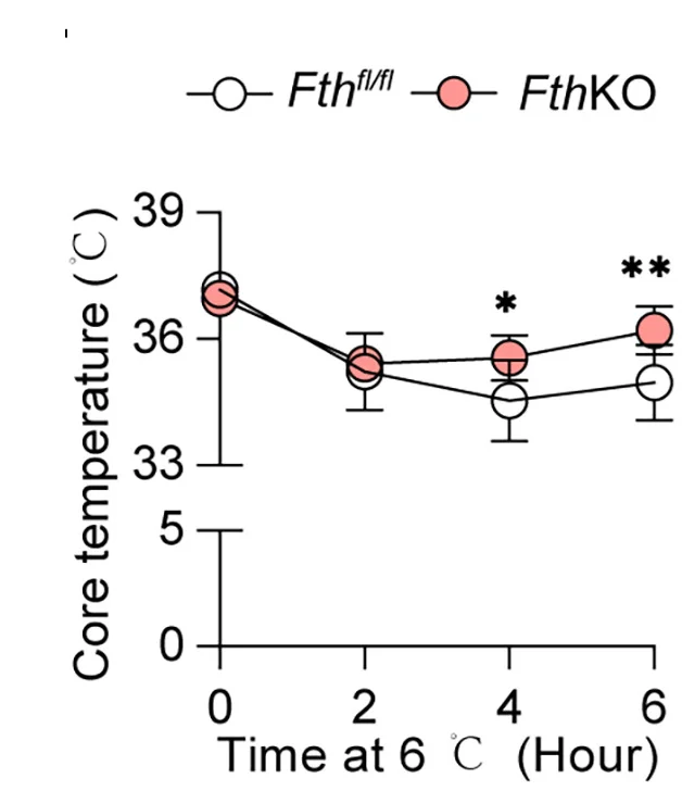 Open access visualization of Line Plot, Error Bars, Body Temperature, Mice, Cold Exposure