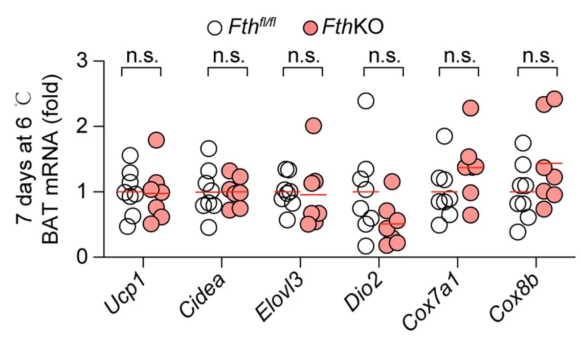 Open access visualization of Scatter Plot, mRNA Expression, Thermogenic Genes, BAT, iWAT