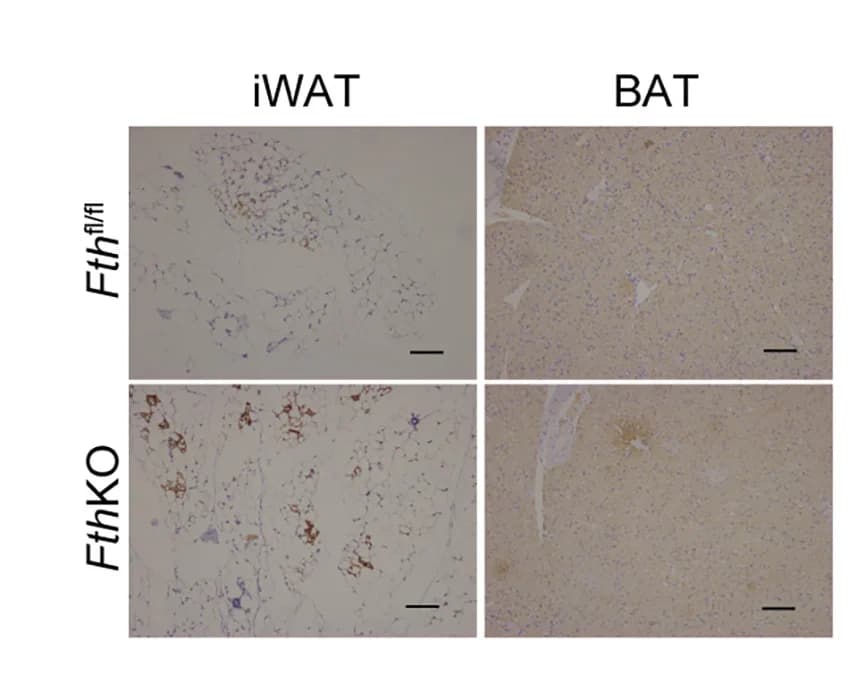 Open access visualization of Microscopy, UCP1 Immunostaining, BAT, iWAT, Sections