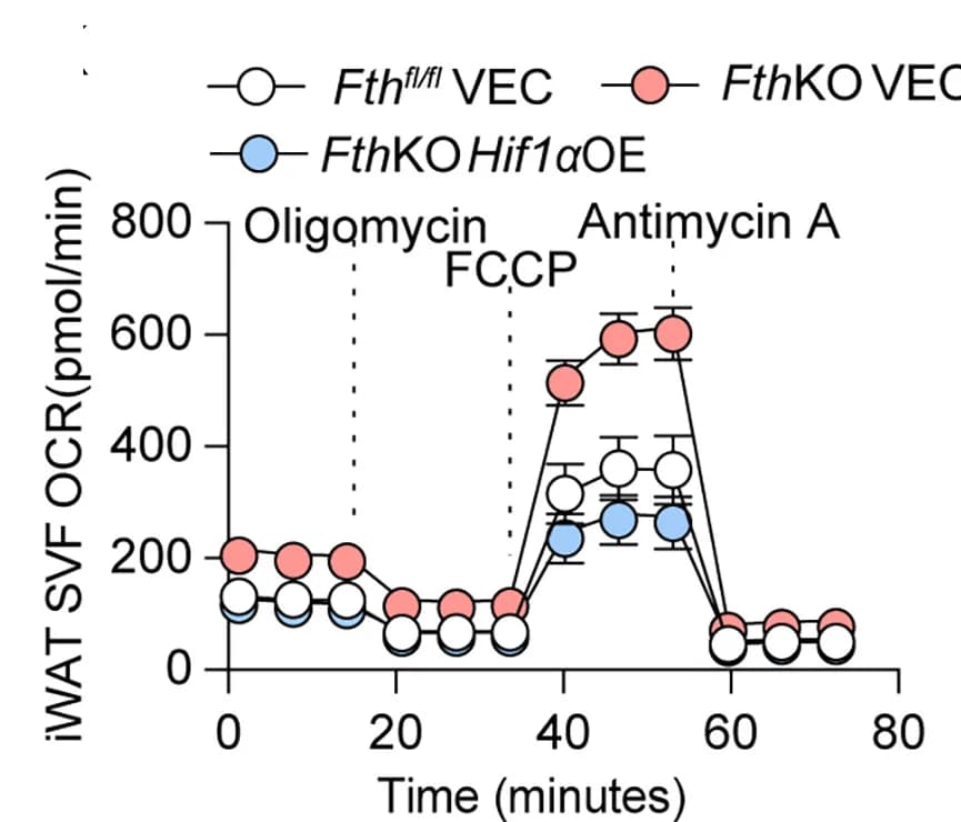 Open access visualization of Line Plot, Error Bars, SVF Cells, iWAT, Mice