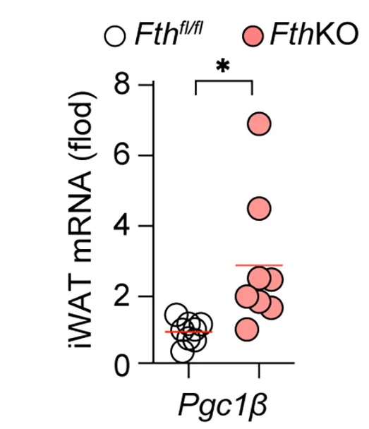 Open access visualization of Scatter Plot, mRNA Expression, Pgc1β, Western Blot, Protein