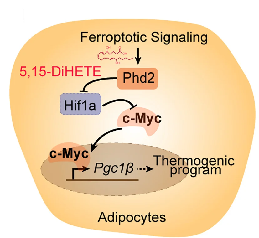 Open access visualization of Workflow, Pathway, Ferroptotic Signaling, Thermogenesis, Scheme