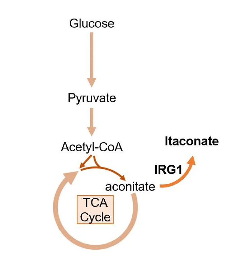 Open access visualization of Workflow, Flowchart, Metabolic Pathways, ITA