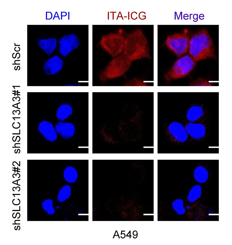 Open access visualization of Microscopy, A549 Cells, SLC13A3 Knockdown, ITA-ICG, Intracellular MFI