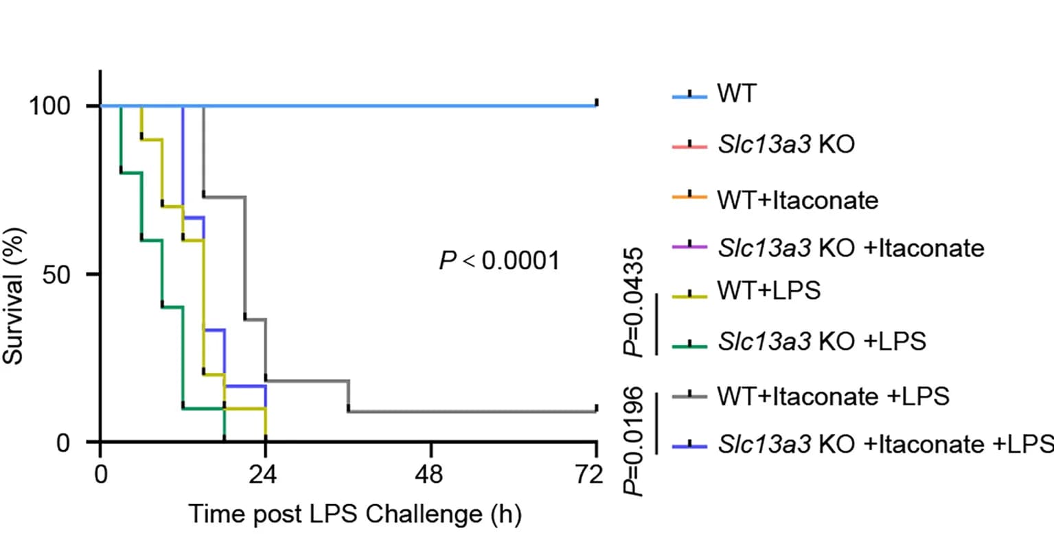 Open access visualization of Survival Curve, Line Step, Survival Measurements, Slc13a3, Wild-Type Mice