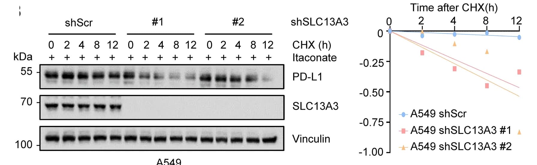 Open access visualization of Gel, Line Plot, Regression Plot, Immunoblotting, Cell Lysates