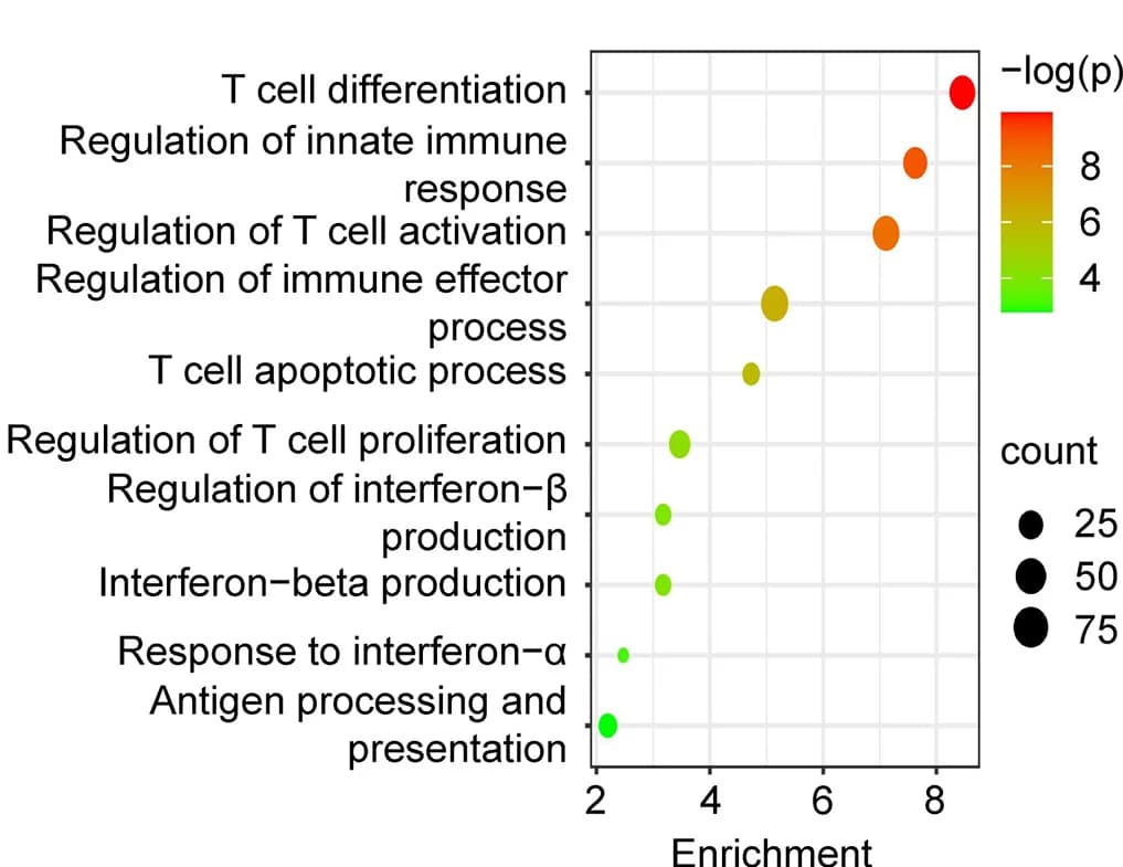 Open access visualization of Bubble Plot, Immune-Related Pathway Enrichment Analysis, Slc13a3WT Cells, Knockout Renca Cells, ITA