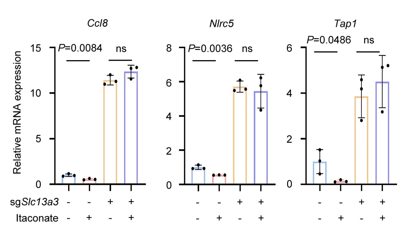 Open access visualization of Bar Plot, Error Bars, IFN-Sensitive Genes, mRNA Expression, Slc13a3WT Cells