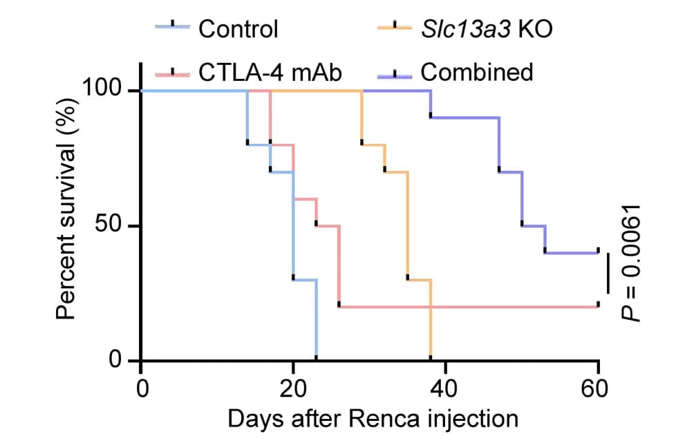 Open access visualization of Survival Curve, Line Step, Kaplan-Meier Survival Curves, BALB/c Mice, Renca Syngeneic Tumor