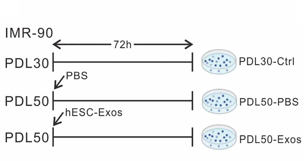 Open access visualization of Workflow, Flowchart, hESC-Exos, Senescent Cells, IMR-90 Cells