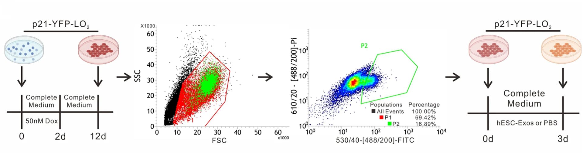 Open access visualization of Scatter Plot, Workflow, YFP-positive SnCs, FCM, Cell Sorting