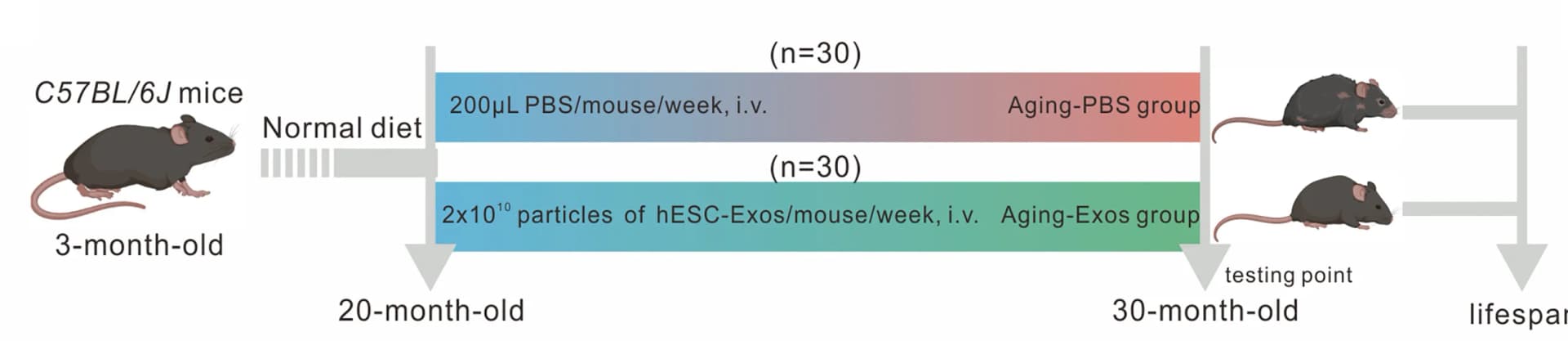 Open access visualization of Workflow, Mice, hESC-Exos, PBS, Administration