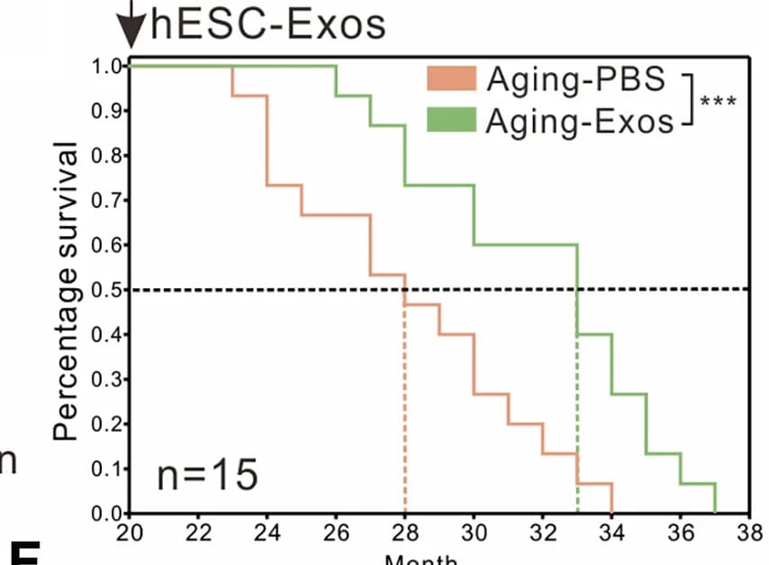 Open access visualization of Survival Curve, Line Step, Survival Curves, Aging-PBS Group, Aging-Exos Group
