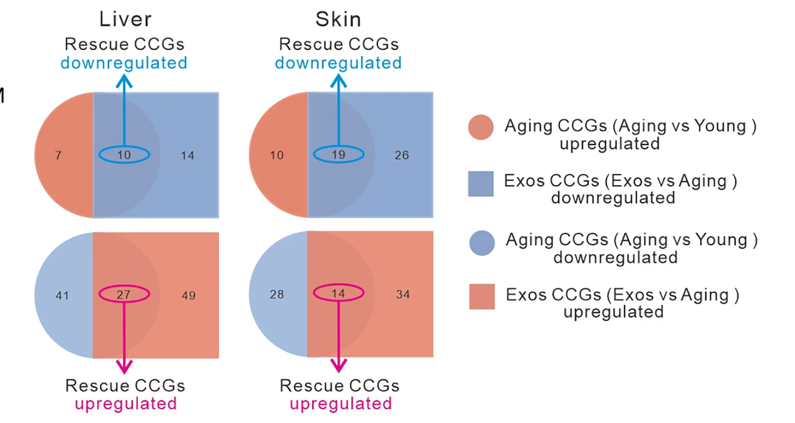 Open access visualization of Venn Diagram, Venn Diagrams, Aging, Exos, Rescue Cell Cycle-Related Genes