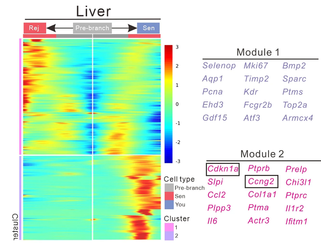 Open access visualization of Heatmap, Differential Gene Heatmaps, Liver, Pseudotemporal Trajectory, Hierarchical Clustering
