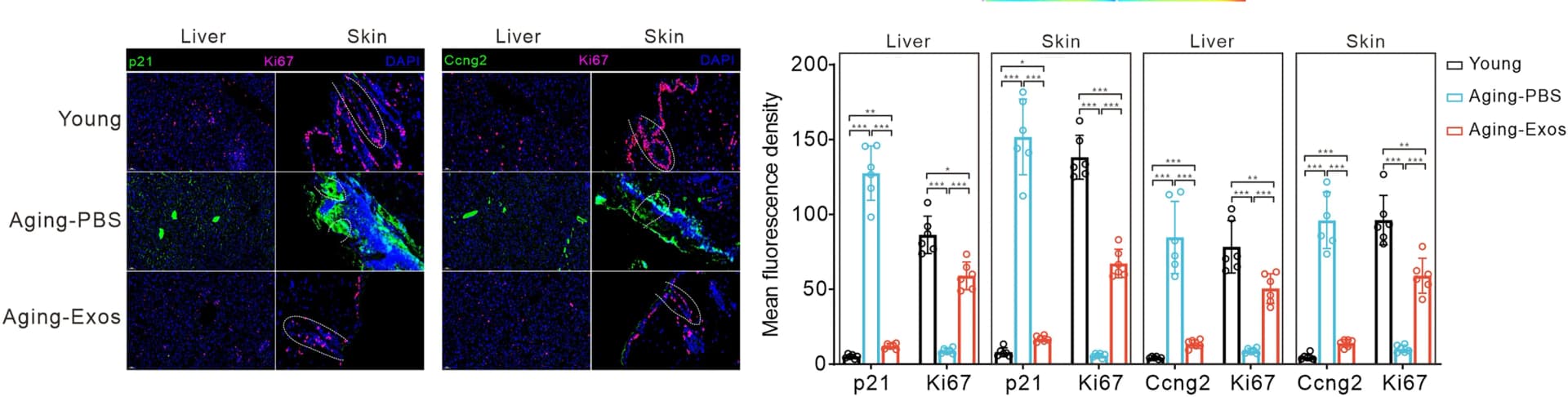 Open access visualization of Bar Plot, Error Bars, Microscopy, Immunofluorescent Micrographs, p21