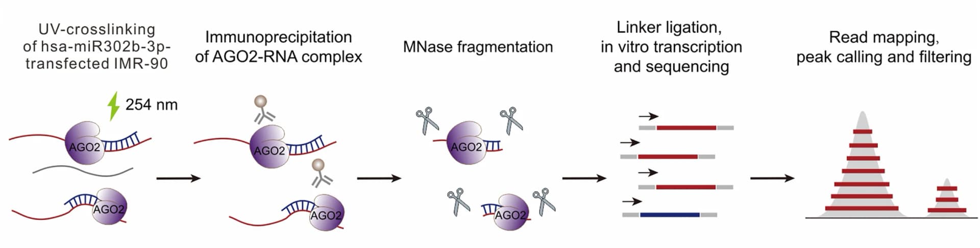 Open access visualization of Workflow, Illustration, miR-302b, Ago2 Clip-seq, IMR-90 Cells