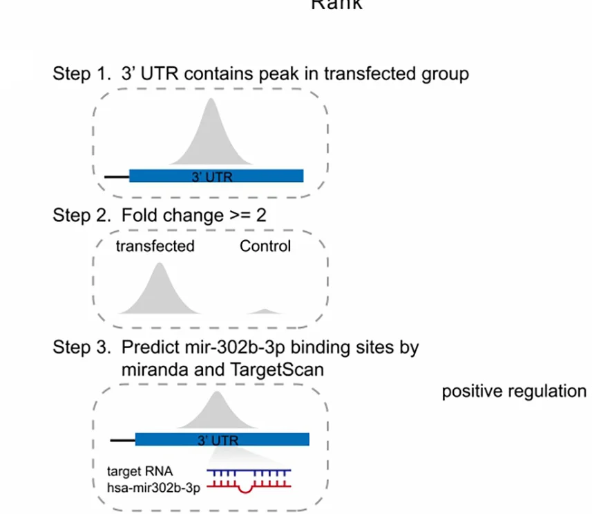 Open access visualization of Workflow, Illustration, Density Plot, miR-302b, 3' UTR