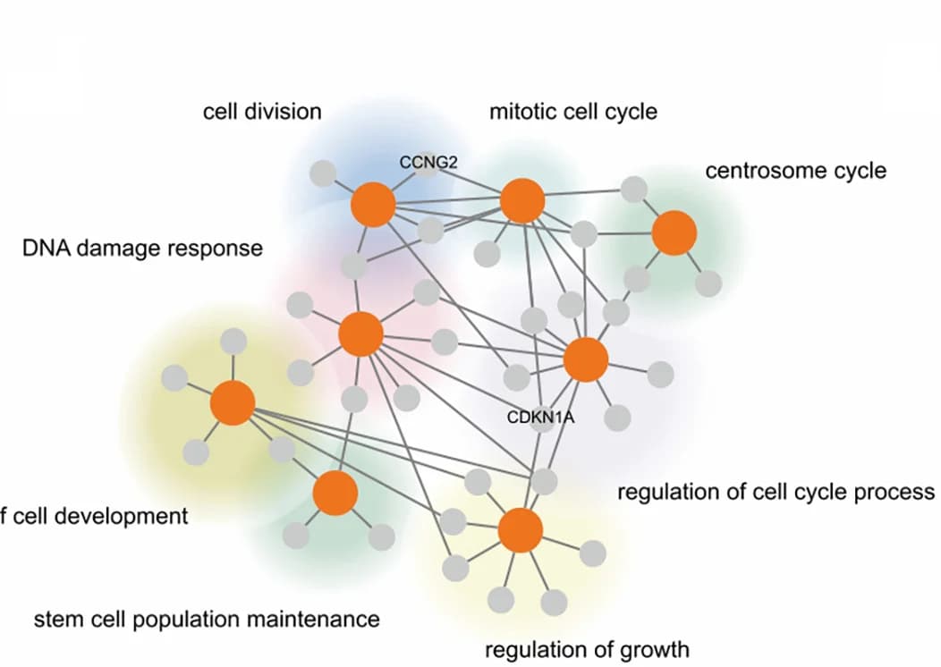 Open access visualization of Network, Pathway, GO Enrichment, miR-302b, Target mRNA