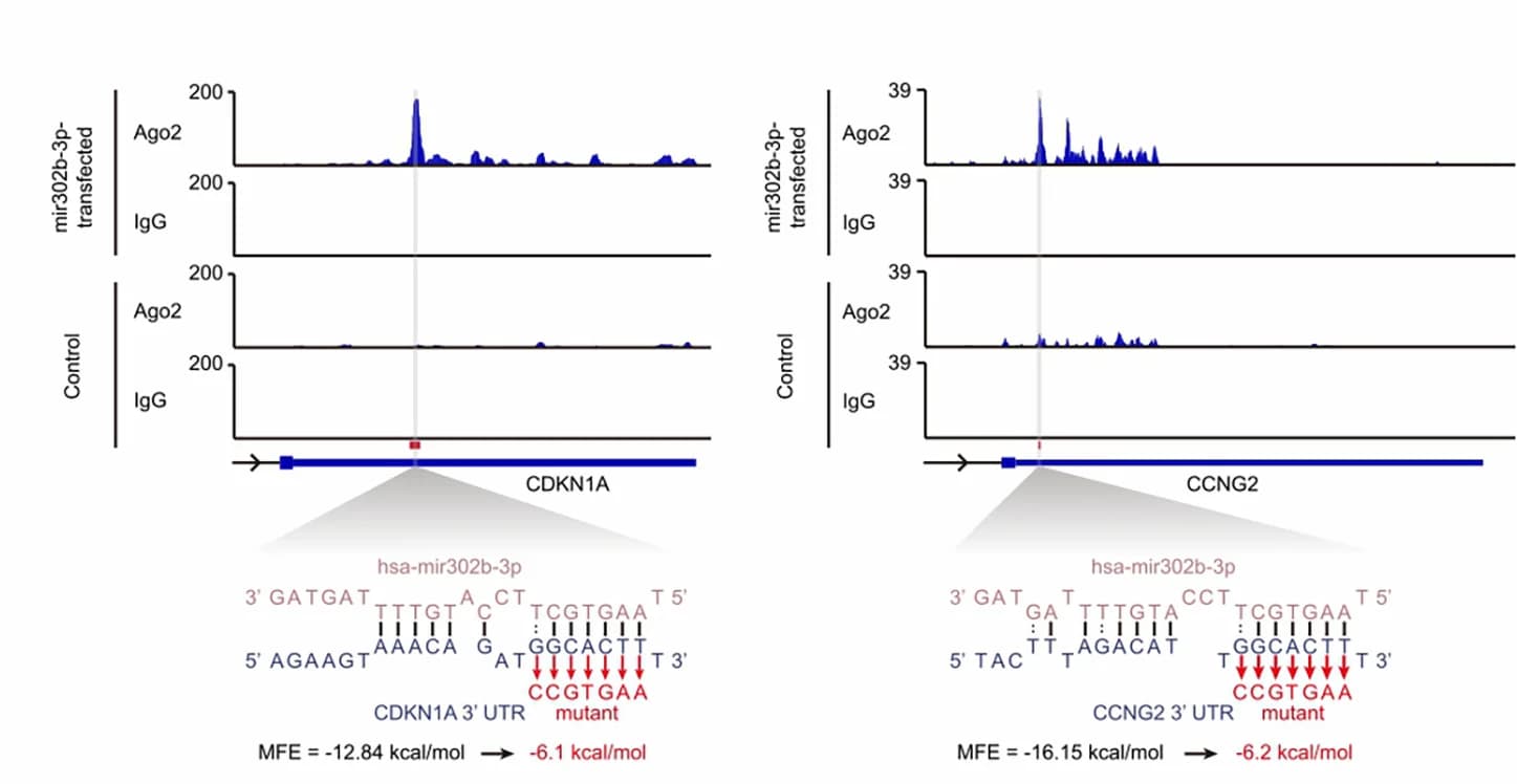 Open access visualization of Line Plot, miR-302b, 3' UTR, Cdkn1a, Ccng2