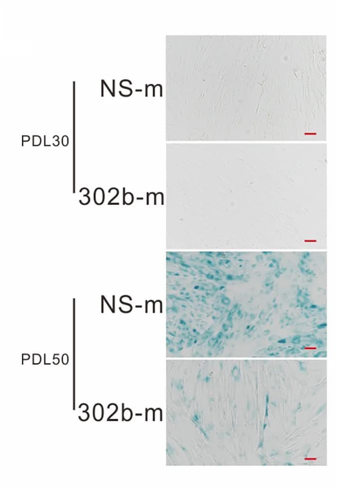 Open access visualization of Microscopy, SA-beta-gal Staining, IMR-90 Cells
