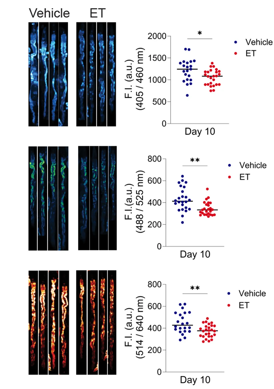 Open access visualization of Scatter Plot, Autofluorescence, D10 Worms, Ergothioneine, Blue Autofluorescence