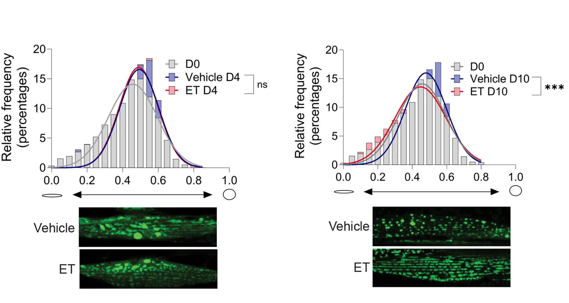 Open access visualization of Bar Plot, Line Plot, Microscopy, Mitochondrial Morphology, Ergothioneine