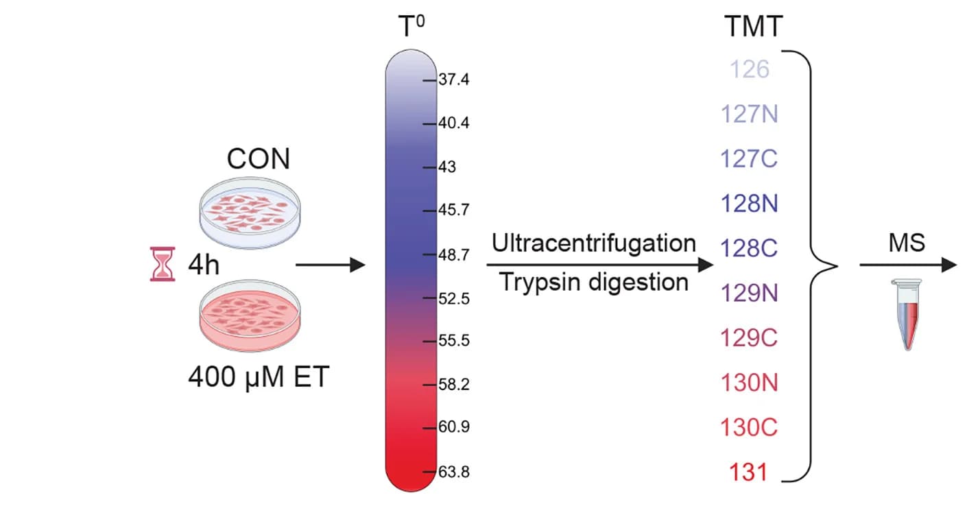 Open access visualization of Workflow, Thermal Proteome Profiling, MEF Cells, ET Treatment, Melting Curves