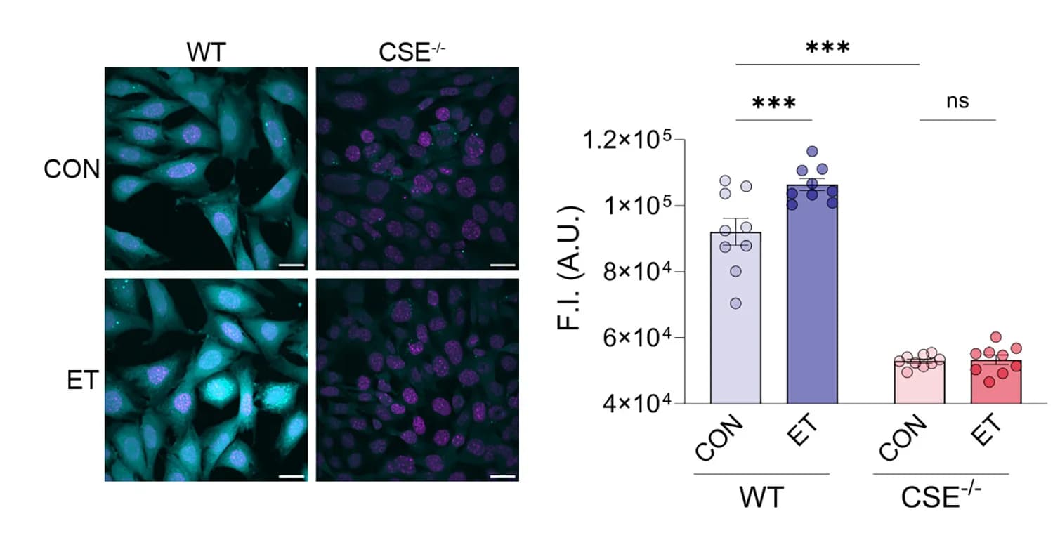 Open access visualization of Bar Plot, Scatter Plot, Microscopy, Error Bars, SF7-AM
