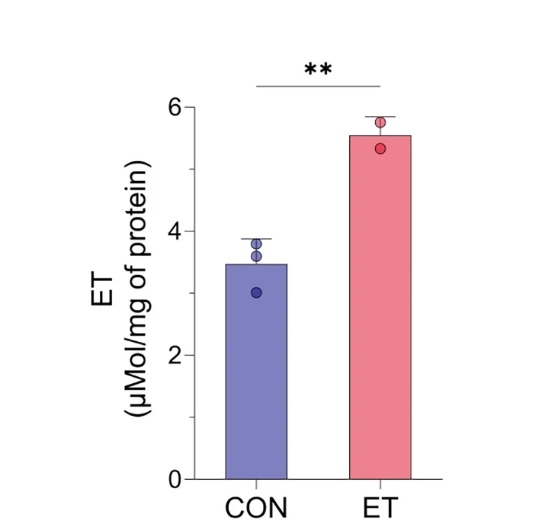 Open access visualization of Bar Plot, Error Bars, 1H NMR, ET, WT MEF Cells