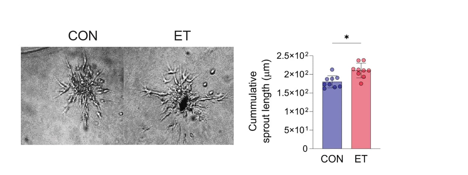 Open access visualization of Bar Plot, Error Bars, Microscopy, Scatter Plot, Lifespan