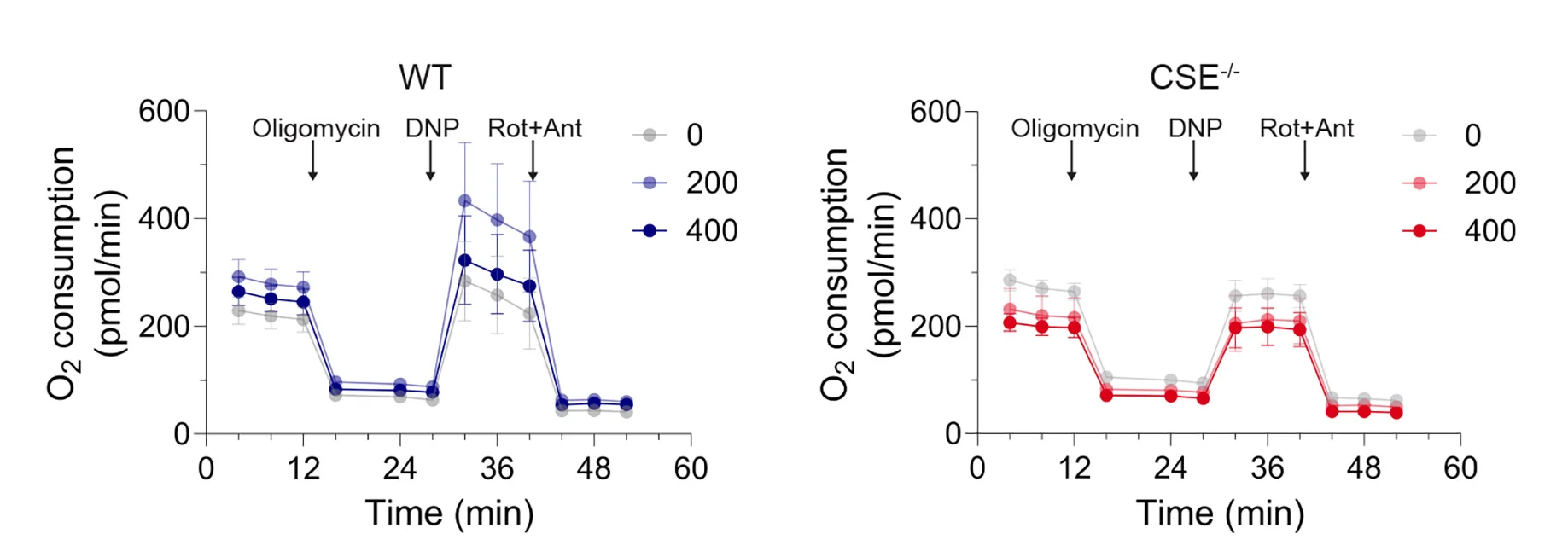 Open access visualization of Line Plot, Error Bars, Real-Time Mitochondrial Respiration, Oxygen Consumption Rate, WT MEFs
