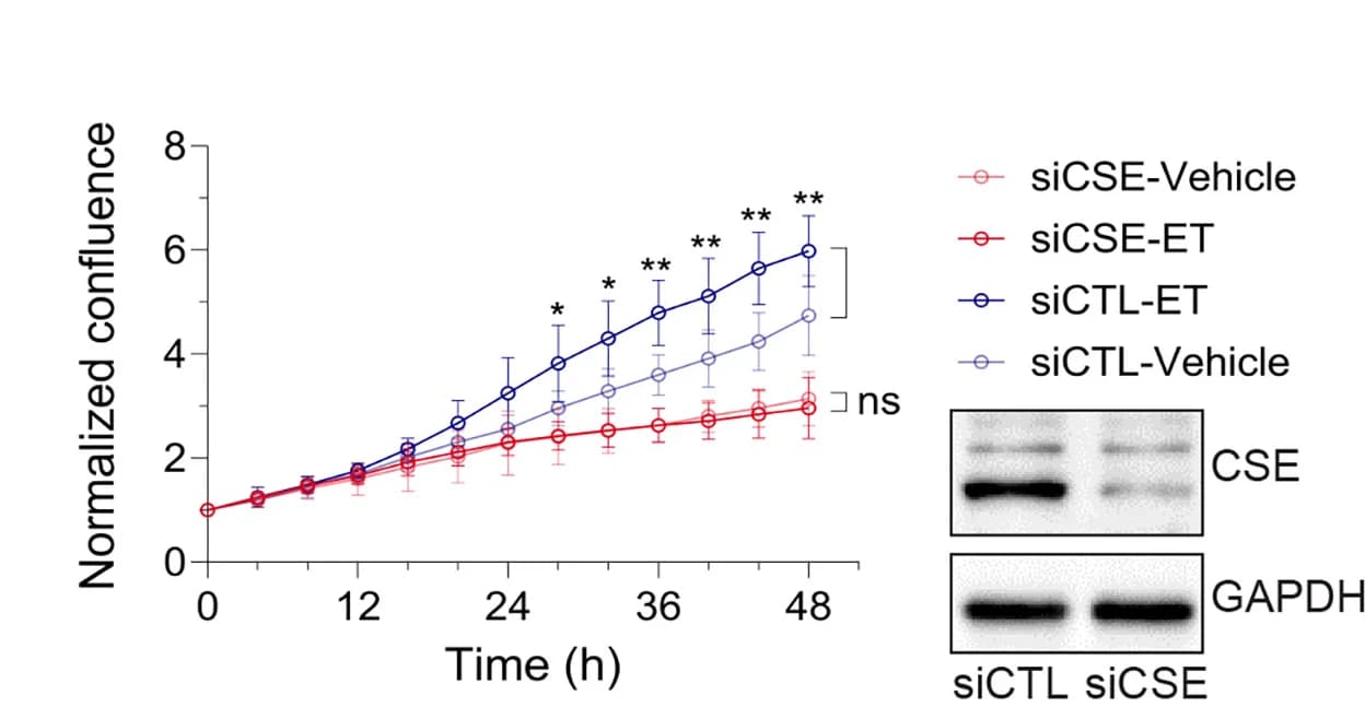 Open access visualization of Line Plot, Error Bars, Gel, HUVECs, Control siRNA