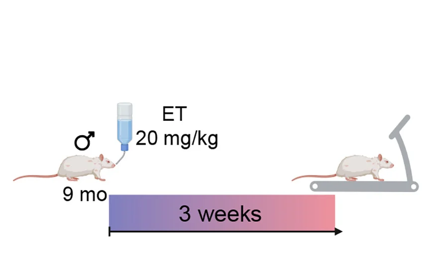Open access visualization of Illustration, Male Rats, Exercise, Ethylacetate