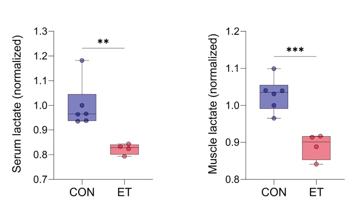 Open access visualization of Box Plot, Scatter Plot, Serum Lactate Levels, Muscle Tissue Lactate Levels, Rats