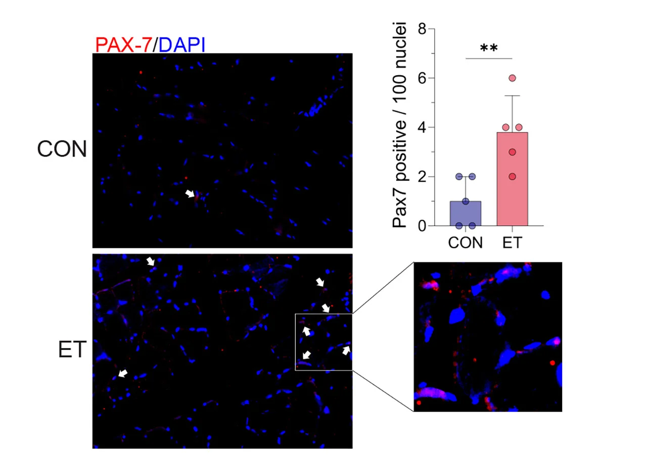 Open access visualization of Bar Plot, Error Bars, Microscopy, PAX7 Immunostaining, DAPI Staining