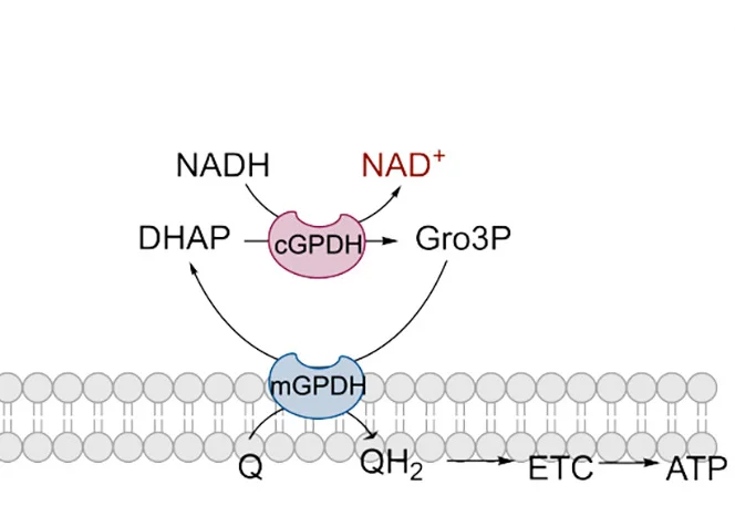 Open access visualization of Workflow, Pathway, Illustration, Glycerol-3-Phosphate Shuttle, Cytoplasmic NAD+ Generation