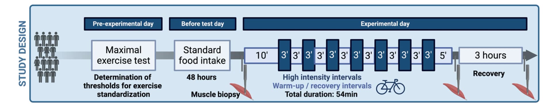 Open access visualization of Workflow, Flowchart, Experimental Design, Exercise Intervention, Human