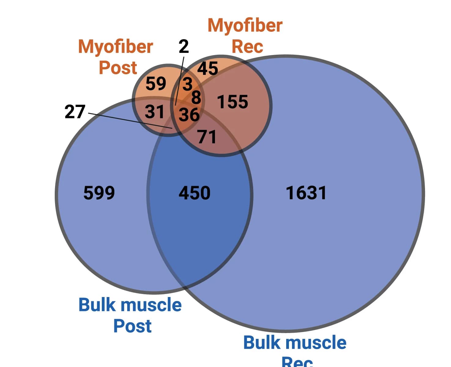Open access visualization of Venn Diagram, Myofiber, Bulk Muscle, DEGs, HIIT