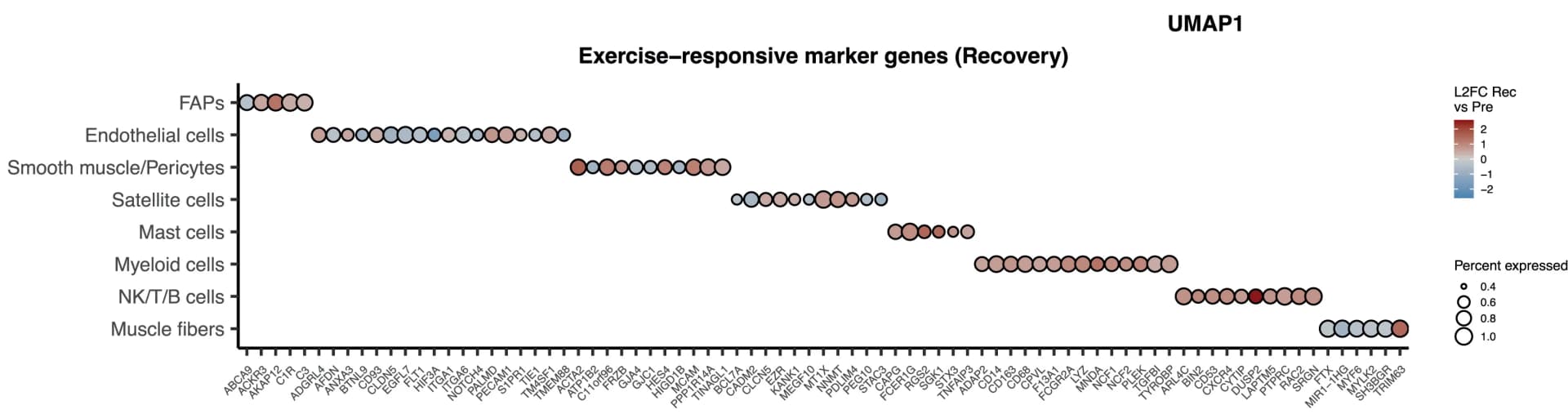 Open access visualization of Bubble Plot, UMAP, Dot Plot, DEGs, Bulk Muscle