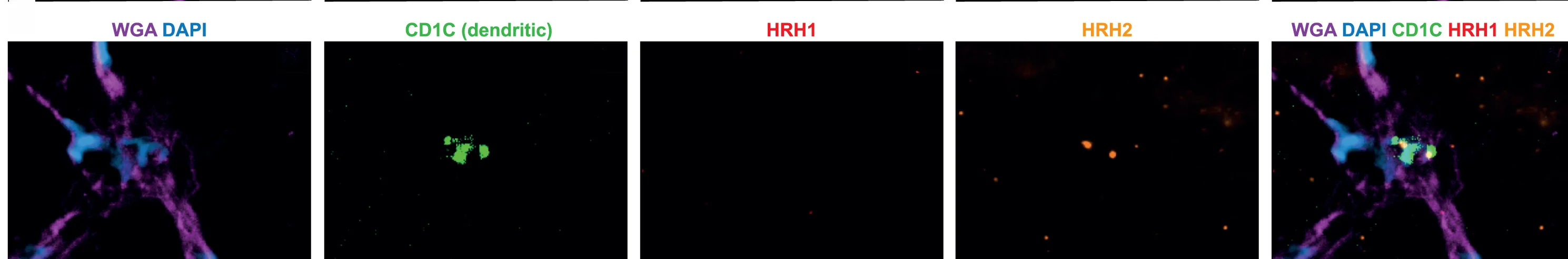 Open access visualization of Microscopy, RNAscope, HDC, Histamine Receptors, DCs