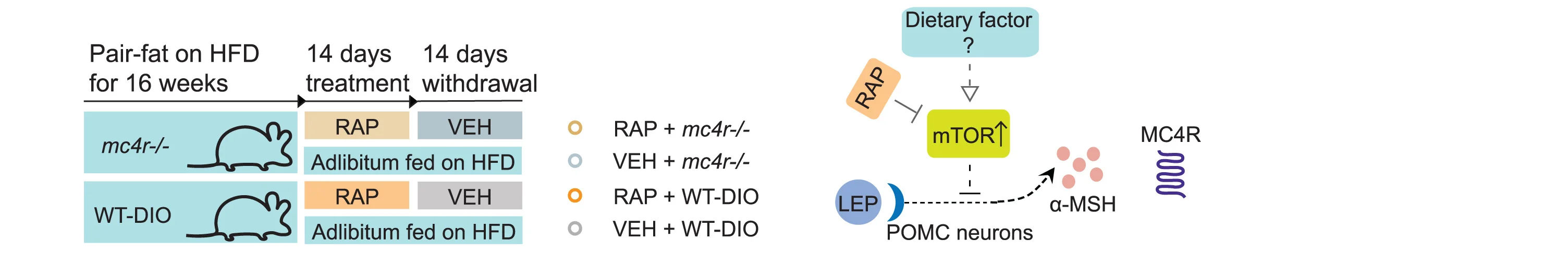 Open access visualization of Workflow, Flowchart, Illustration, Study Design, mc4r-/- mice