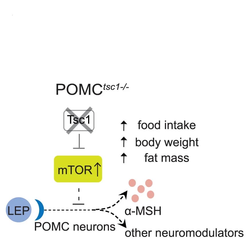 Open access visualization of Workflow, Flowchart, Illustration, Tsc1 Gene, mTOR Activation